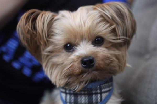 We took our 3 year old teacup Yorkie Mr.Biggs here about 3 months and hands down has been the best doggy haircut he has gotten!