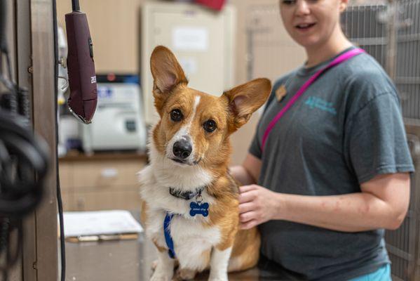 A corgi patient.