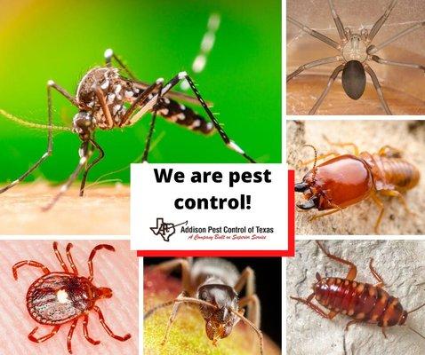 We want to be your pest control company of choice for both your home and business!