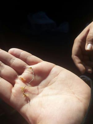 Twistie wire found in my wife's burrito. I hope they shut this place down for being negligent on preparing their food!