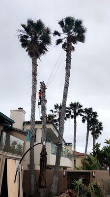 La Jolla, San Diego. Palm tree removals. MC TREE SERVICE (760) 500-3207