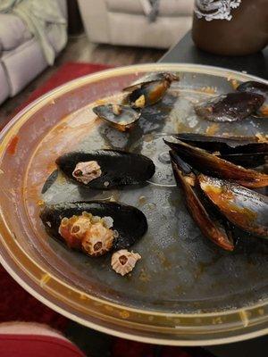 Mussels with barnacles