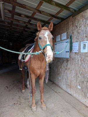 Several cross-tie stations in the tack barn make grooming a breeze during rainy weather.