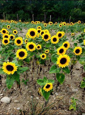 Pick your own Sunflower