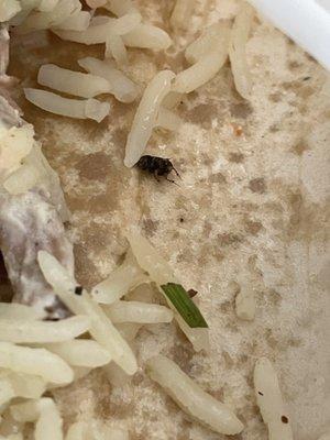 Dead bug in food