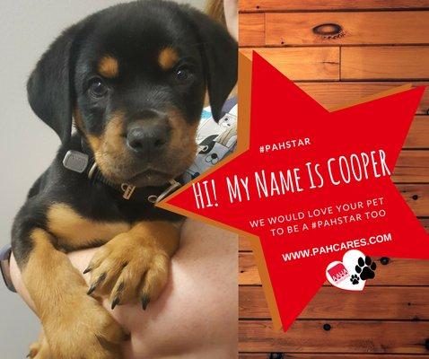 New #PAHStar Cooper