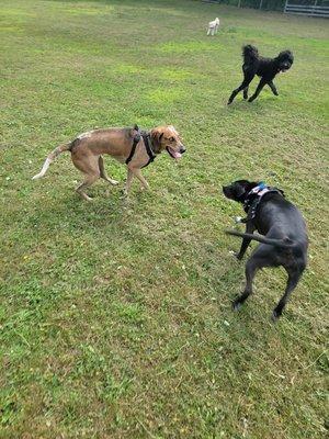 Henry and Lucy are best friends