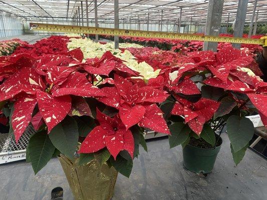 Poinsettias for Christmas