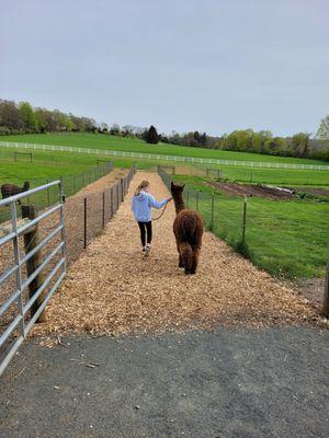 Starting halter training, great memories