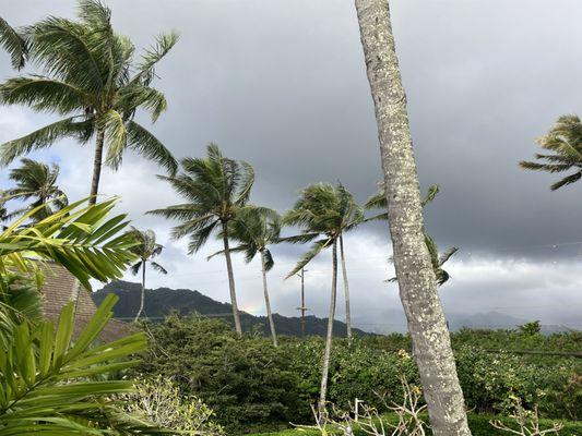 Kauai palms