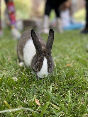 They came with several bunnies.