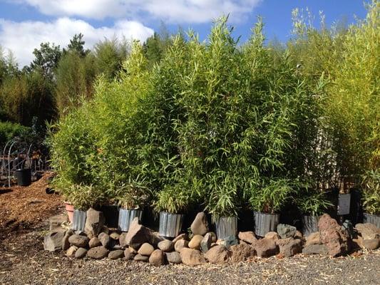 Instant Screening with round planter pots and bushy bamboo make for a wonderful, thick Bamboo Privacy Hedge.