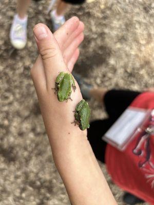 Tree frogs