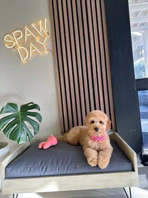 Pawbabies Pet Salon