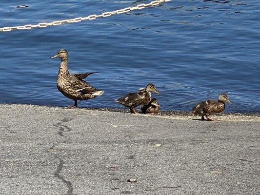 Mama duck and ducklings stopped to say hi