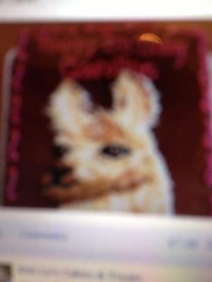 Llama cake precious