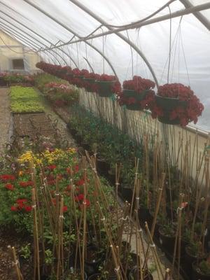 42nd Street Greenhouse...my secret garden center!