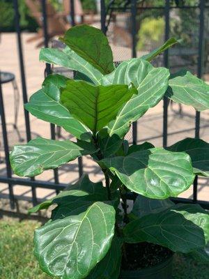 Fiddle Leaf Fig