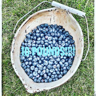 #jazzblueberryfarm #pickyourown #michiganfarm #upickblueberries