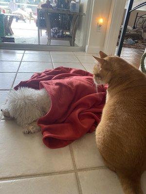 Yodi cat watching over Nala knowing she is in pain