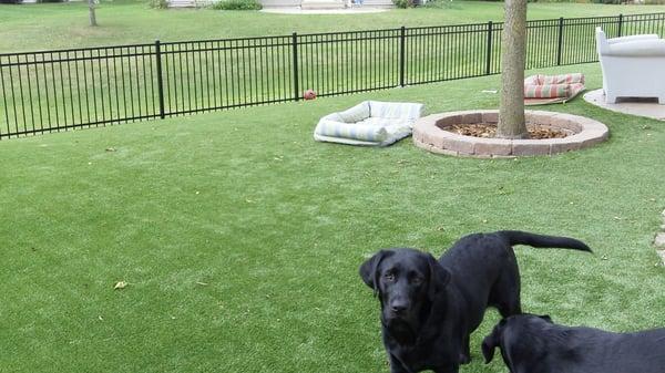 Bensenville, IL PetGrass backyard