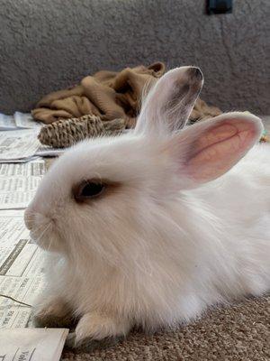 Smudge (lionhead; 4mo)