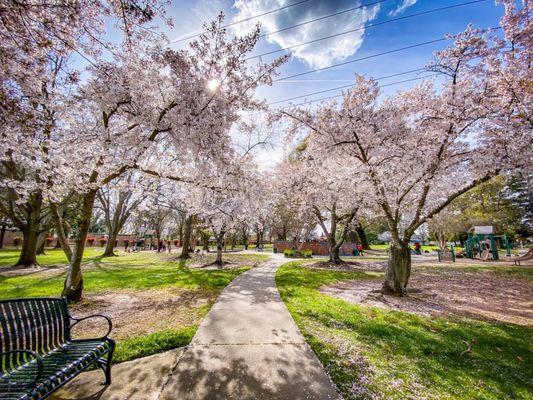 Cherry Blossoms