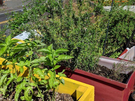 The chef plants his own herb