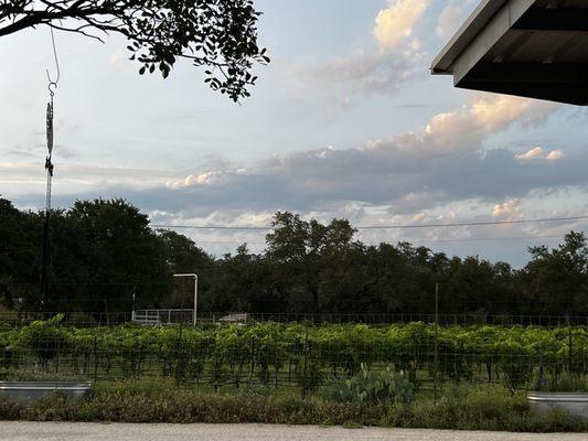 Vineyards at Dry Creek Comal