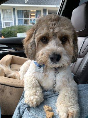 Dapper Max with a new bandana outside Blue Pooch