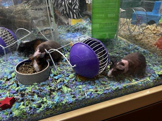 "Skinny" guinea pigs.