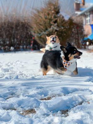 Dog Baths and Beyond