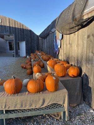 Pumpkins galore