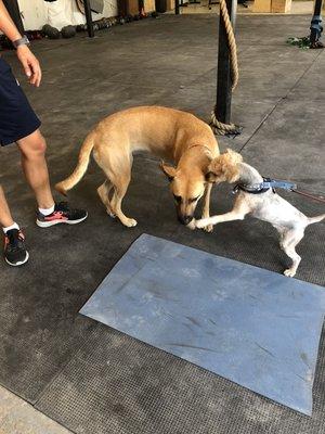 We love the fit pups who come to our gym. Bring your fur baby anytime.