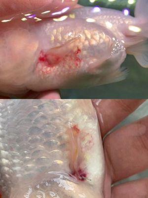 3 days after fish arrive home. Fish start to show sign of sickness and infected other fish at home.