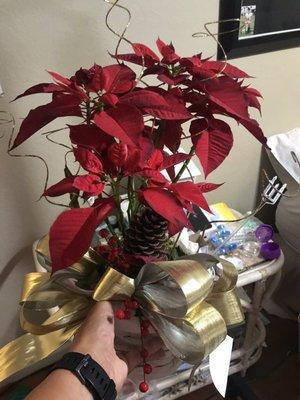 The $55 Charlie Brown poinsettia.