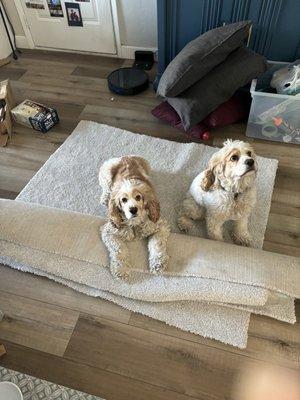 Daisy & Charley on Revolution Carpet!