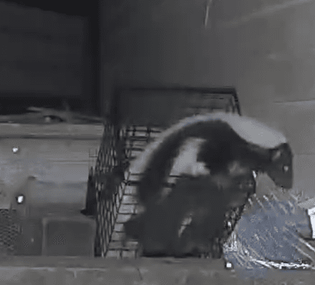 skunk being excluded from under the house's crawl space