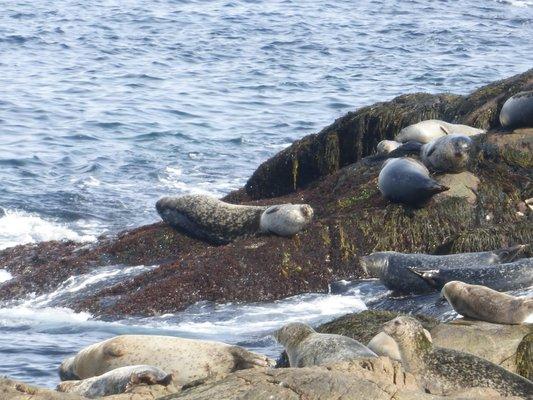 Grey seals we saw at the island