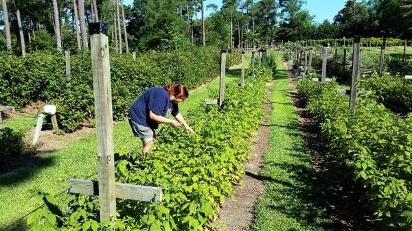 Worker Danielle picking raspberries at the Pick Your Own