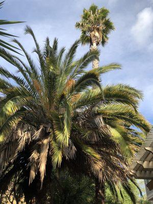 Stubby Date Palm and Really tall skinny palm - BEFORE