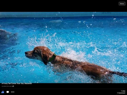 Zoey, swimming in the big pool!