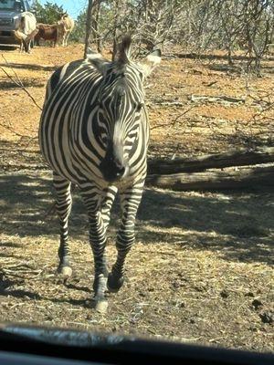 Zebra approaching car