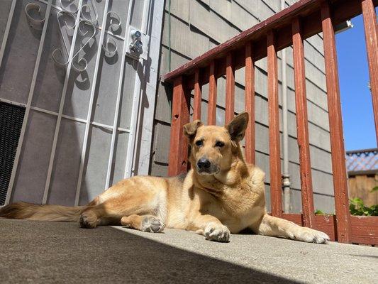 Shelby sunbathing