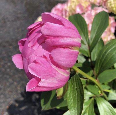 Peony bloom!