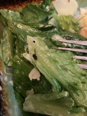 A fly in the family size Cesar salad