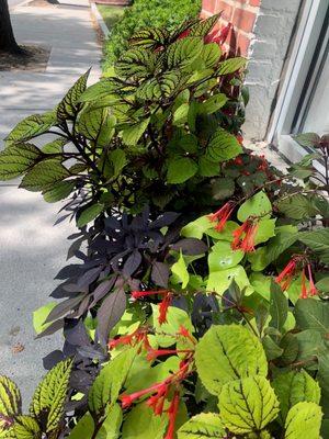 Coleus, sweet potato vine (purple and lime), fuchsia