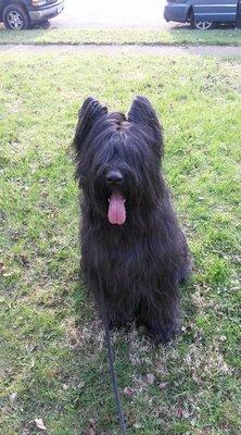 Esme, briard