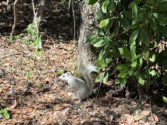 White Squirrel ! !