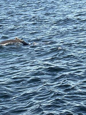 Couple shots of the whales we found